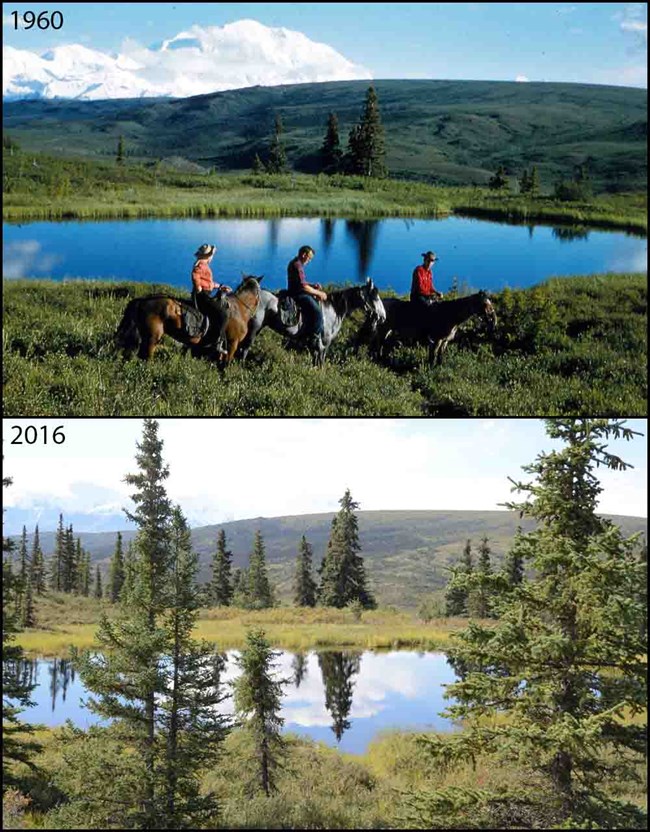 a photo pair comparison of vegetation in the Kantishna Hills of Denali National Park and Preserve.