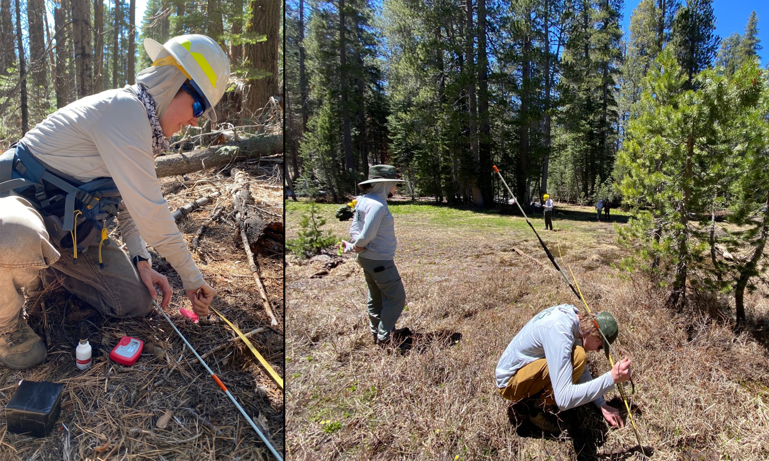 vegetation monitoring Left: A person wearing field gear and a hard hat takes measurements on the open forest floor. Right: Multiple field personnel take measurements in an open area near a denser forest. A person in the foreground is holding a long pole and measuring something