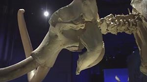 mammoth mammoth skeleton