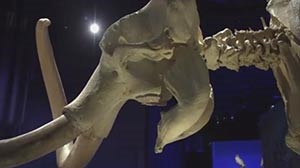 mammoth skeleton