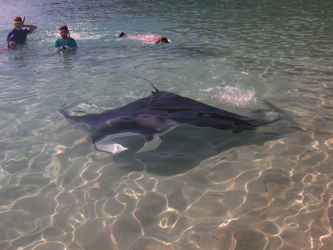 Swimming park visitors and a Caribbean Manta Ray
