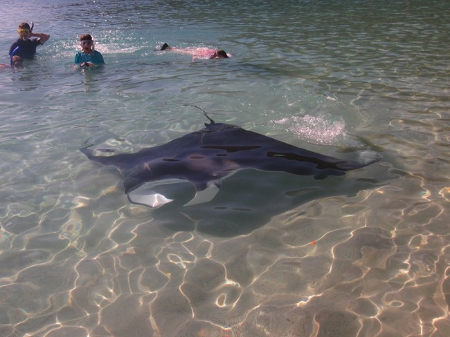 Swimming park visitors and a Caribbean Manta Ray Swimming park visitors and a Caribbean Manta Ray
