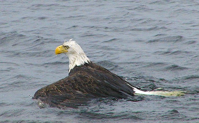 Bald eagle in water