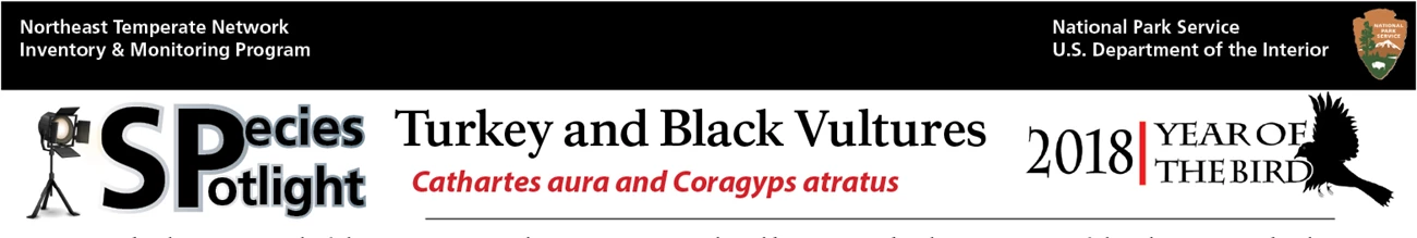 vulture banner Species Spotlight Vulture banner