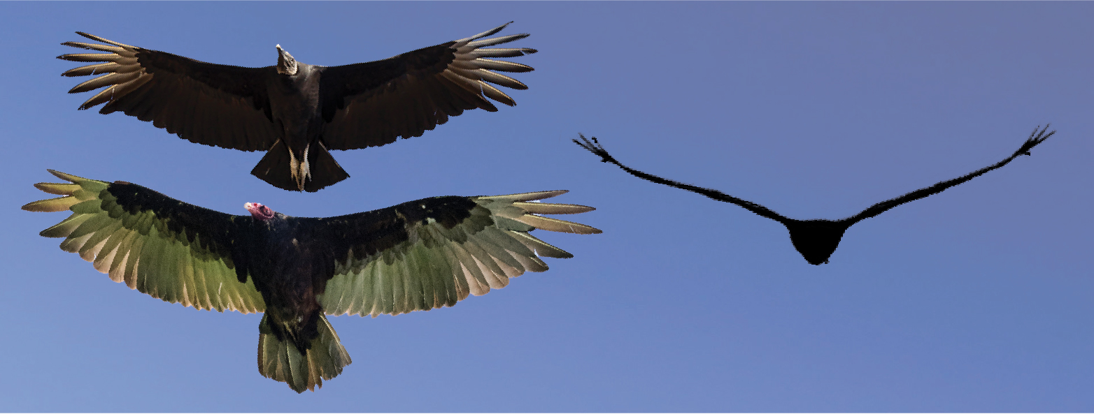 NETN Species Spotlight - Turkey and Black Vultures (U.S. National Park Service)