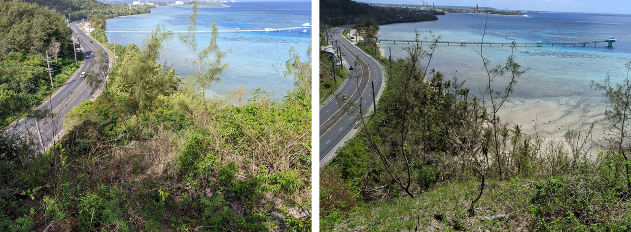 View from before and after Typhoon Mawar On the left: Looking down at a forest next to a road that snakes near the ocean. This was taken before Typhoon Mawar, showing lush vegetation. On the right: The same view after the typhoon, showing significantly less vegetation.
