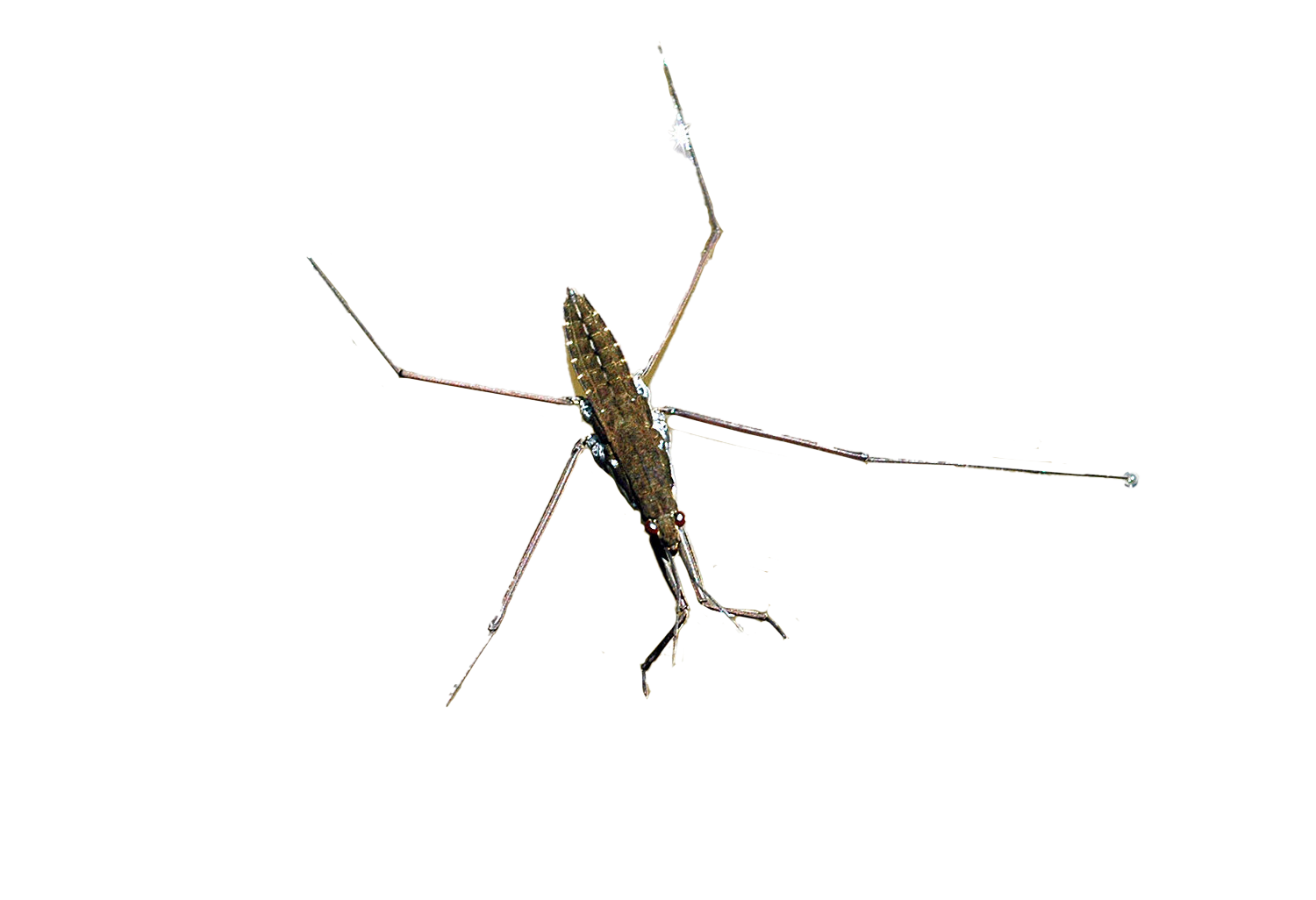 cutout image of a water strider cutout image of a water strider