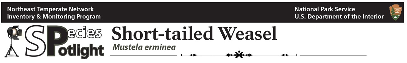 weasel banner Spotlight banner