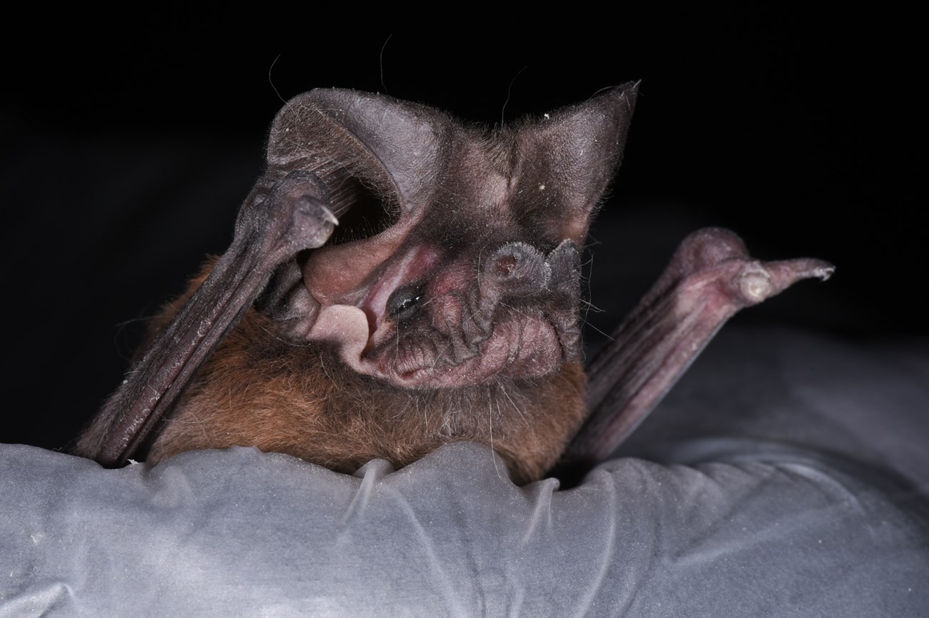 western mastiff bat