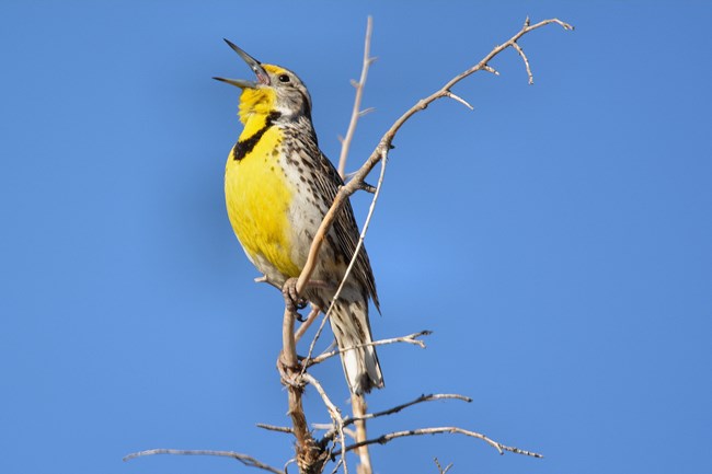 a bright yellow western meadow lark sings while perched in a tree