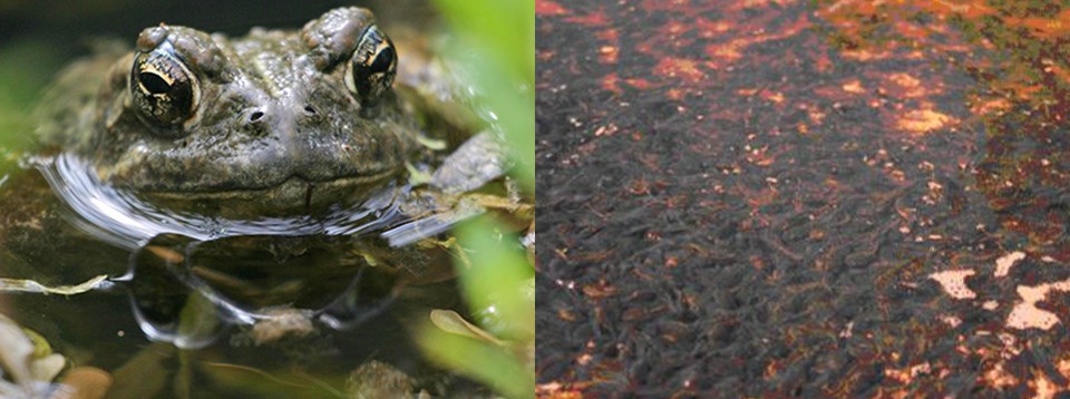 Left: Head-on view of Western toad; Right: A sea of dark, wriggling Western toad tadpoles in shallow water.