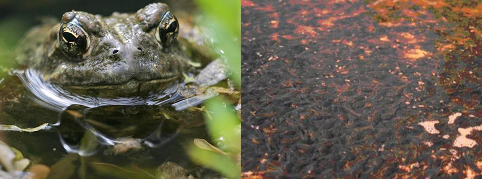 Western Toad & Tadpoles Left: Head-on view of Western toad; Right: A sea of dark, wriggling Western toad tadpoles in shallow water.