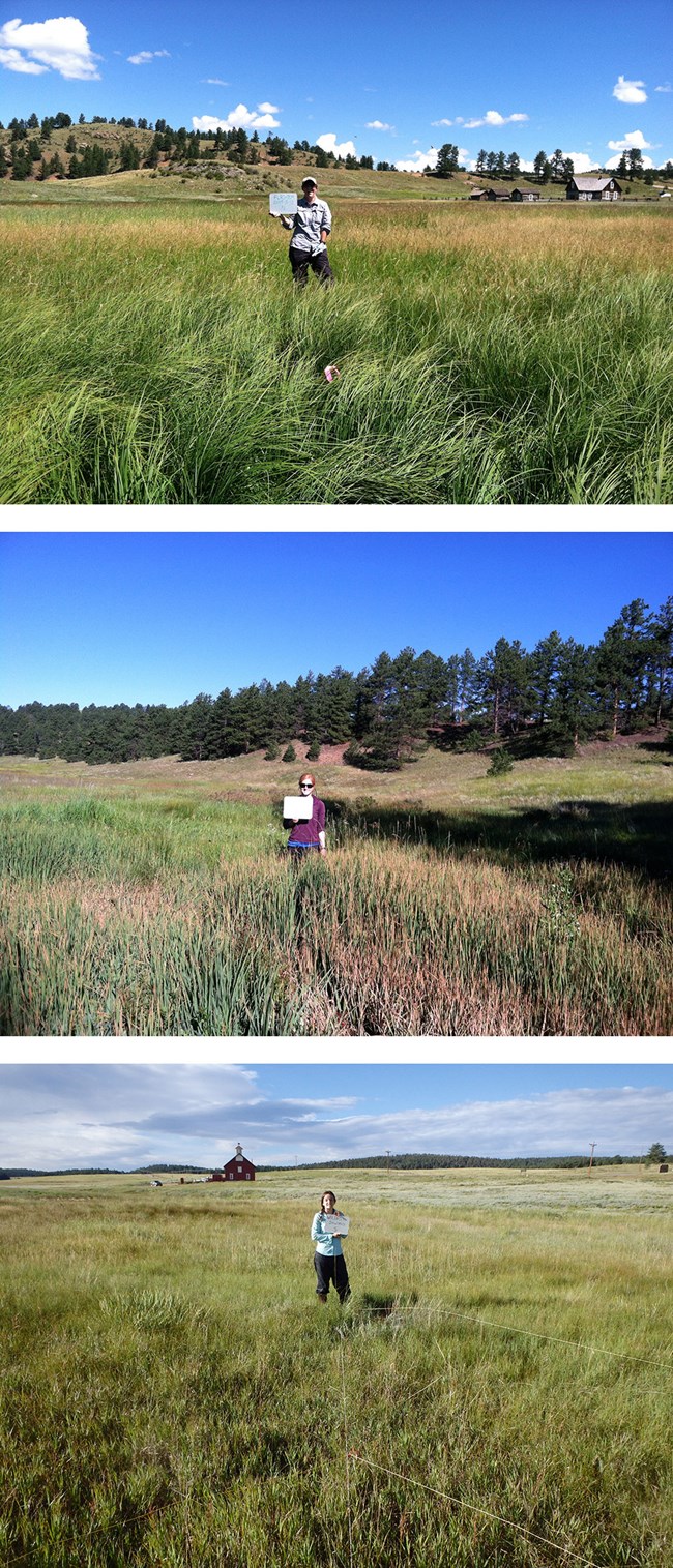 Three wetlands in Florissant Fossil Beds NM collage of three different grassy wetlands, each with a field technician holding a white sign showing plot information