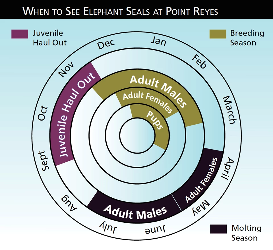 When to See Elephant Seals at Point Reyes Chart showing when to see eseals at point reyes: Juvenile Haul out in Fall, breeding season in Winter, molting season in Spring/Summer.