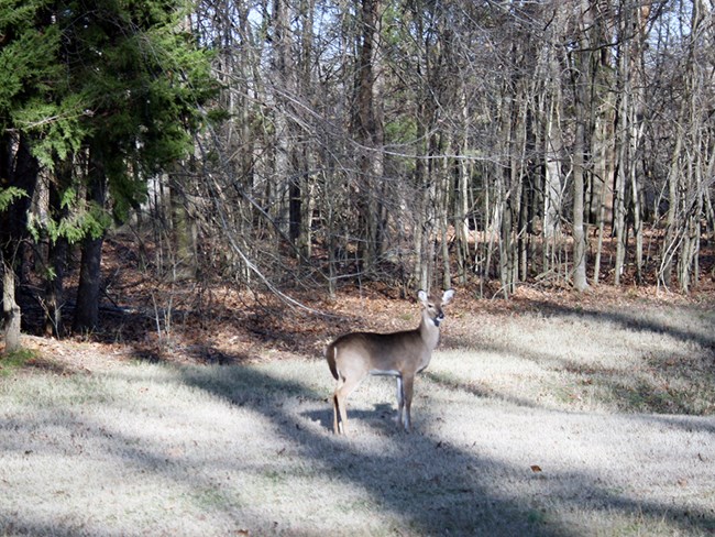White-tailed deer standing in a grassy area at the edge of a forest.