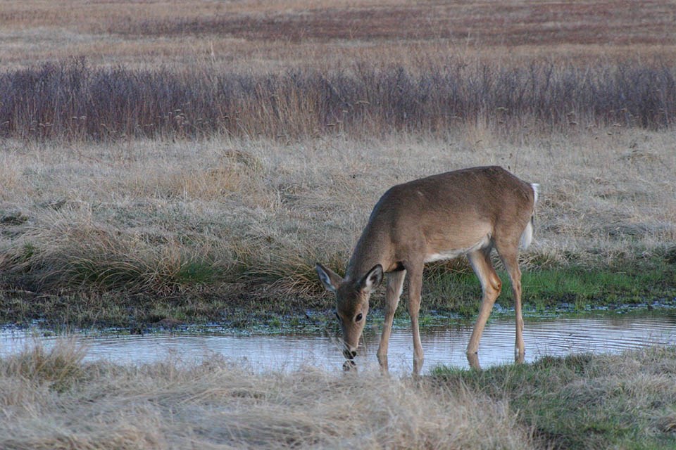 Female white tailed deer drinking water from a pond