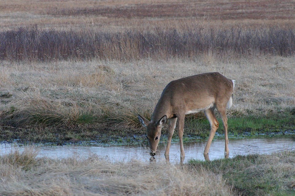 Female white tailed deer drinking water from a pond Female white tailed deer drinking water from a pond