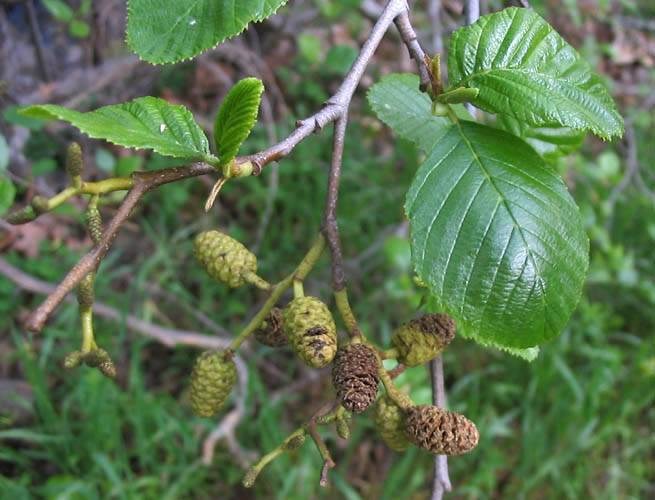Oval, dark green and ridged leaves of a white alder, with small, round, brown cone-like female catkins.