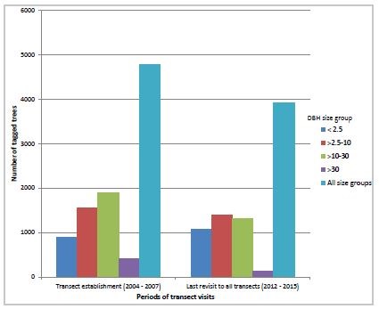 Figure 2. Live tagged trees by size class group according to diameter at breast height (DBH) in the transect establishment period (2004-2007) compared to the more recent survey visits (2012-2015).