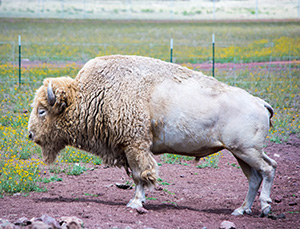 Bison Bellows: The birth of a white buffalo calf National Park Service)