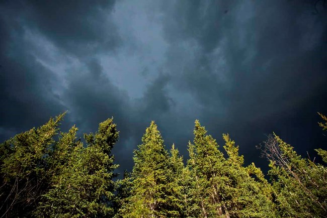 White spruce border a stormy sky.