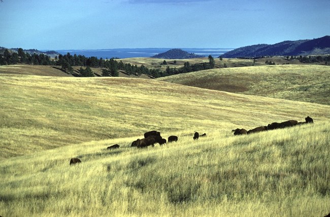 Scenic vista at Wind Cave NP