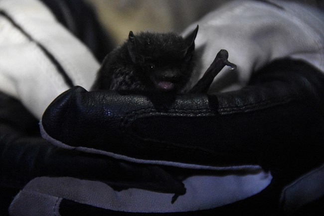 A little dark haired bat gently held in gloved hands.
