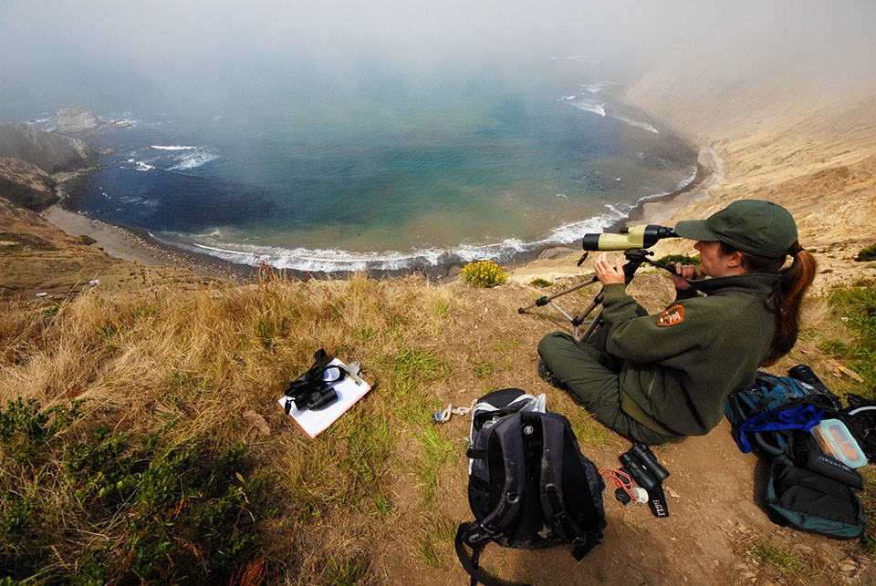 Harbor seal monitoring at Point Reyes Researcher monitors pinnipeds through a scope from atop a steep, coastal bluff.