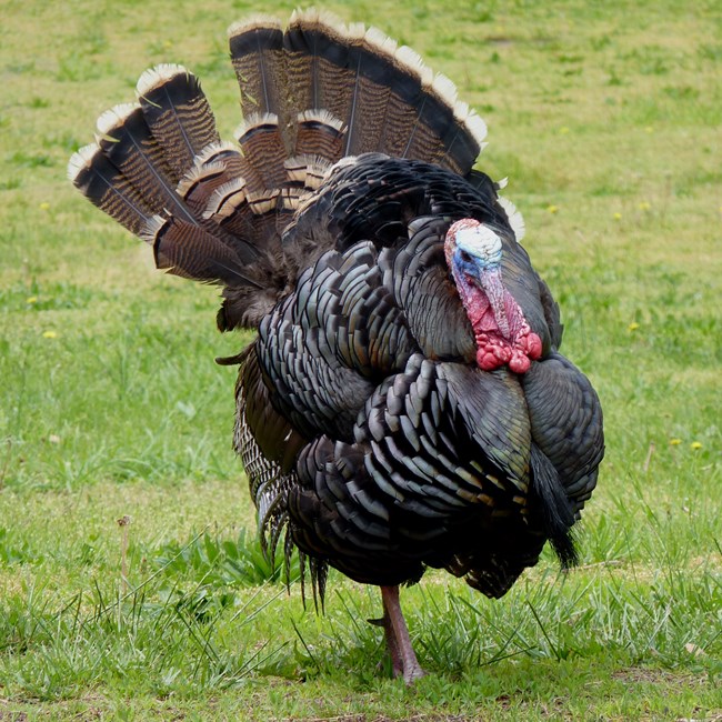 wild tom turkey in full display