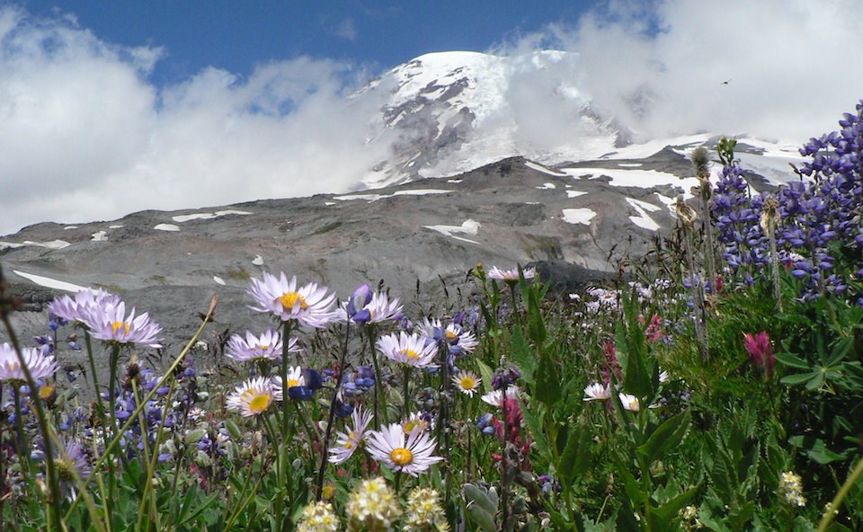 Colorful wildflowers in a meadow frame a rocky slope leading up a cloud-wrapped mountain peak.