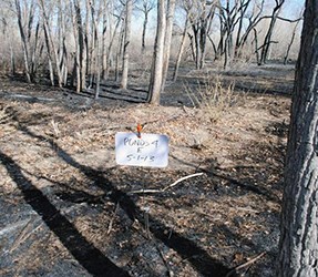 Burned area amongst cottonwood trees and fire monitoring placard in foreground.