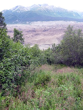 lt= Vegetation, with glacier and mountainous terrain in distance.