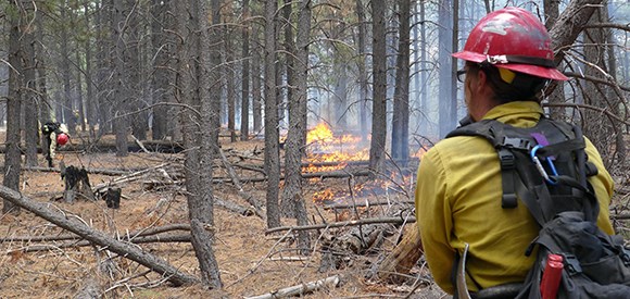 A firefighter monitors a ground fire in a coniferous forest