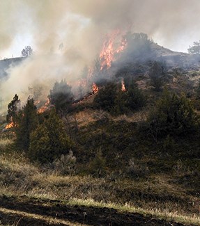 Flames and smoke rise as a fire burns through juniper.