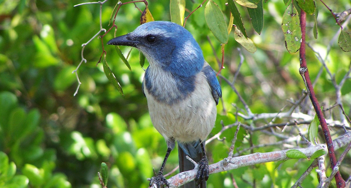 A Florida scrub jay sits on a branch.