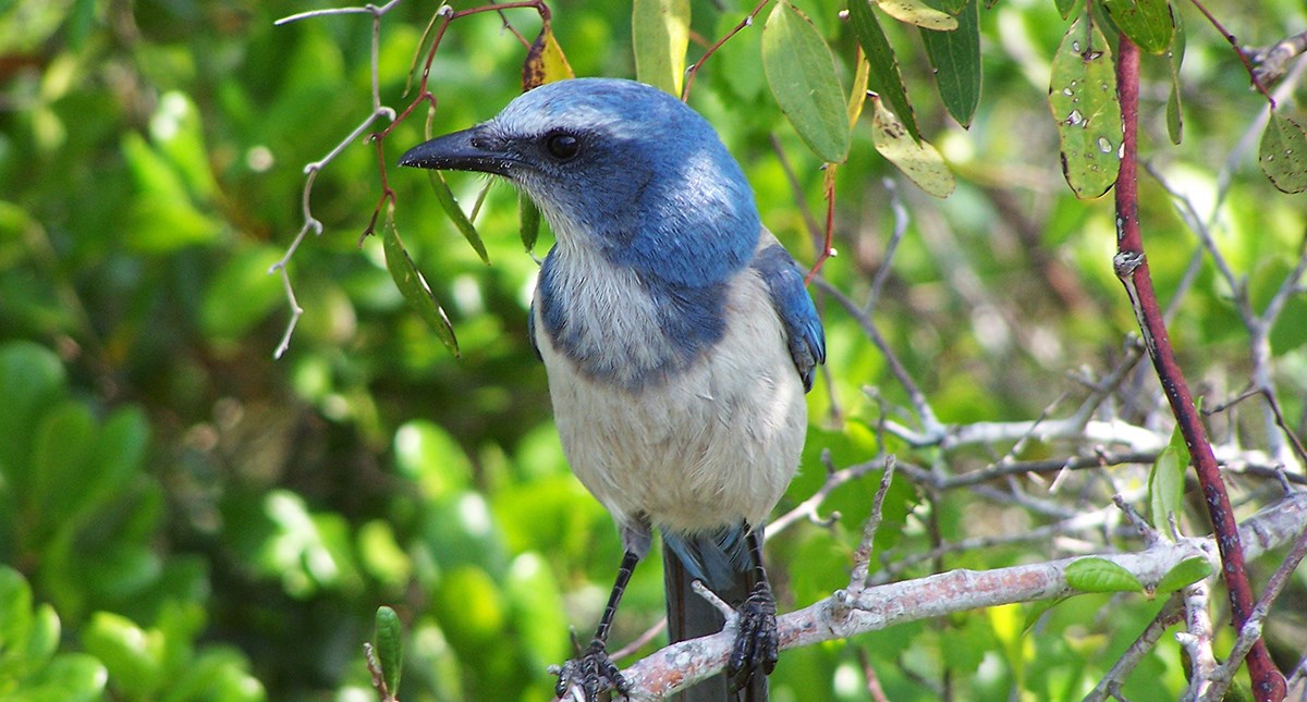 lt= A Florida scrub jay sits on a branch.