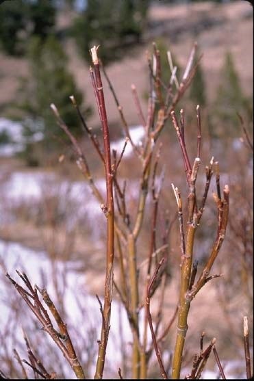 Close-up of willow browsed upon and damaged by elk.