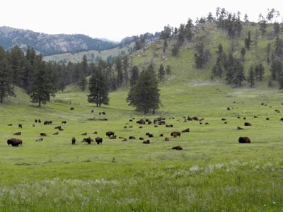 A herd of bison laying across a green meadow, hills and trees in the distance A herd of bison laying across a green meadow, hills and trees in the distance