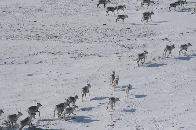 An aerial image of a herd of caribou in the snow-covered Arctic tundra.