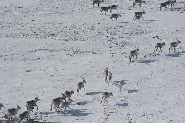 caribou herd