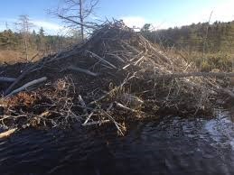 Acadia's North American Beaver: The Ultimate Keystone Species (U.S.  National Park Service)