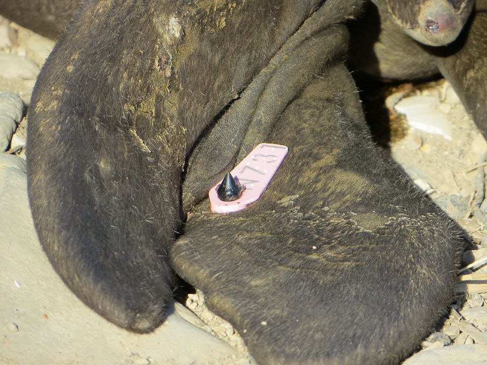 Photo of a tag on attached to the tail flippers of a weaned northern elephant seal pup