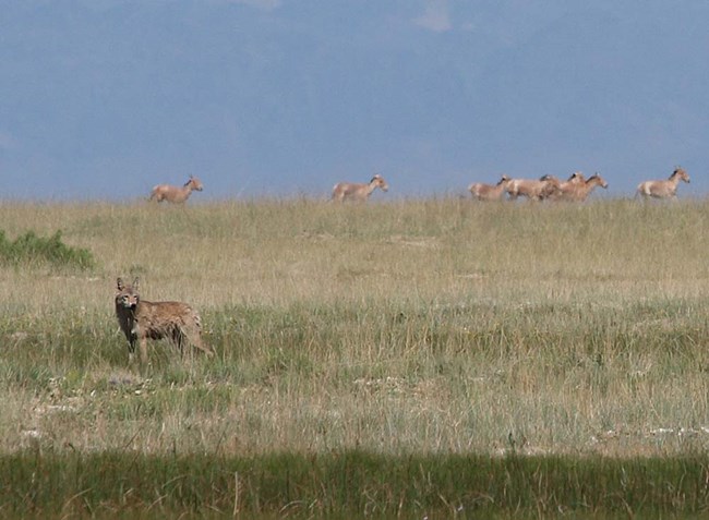 A wolf tracks a herd of khulan in Mongolia