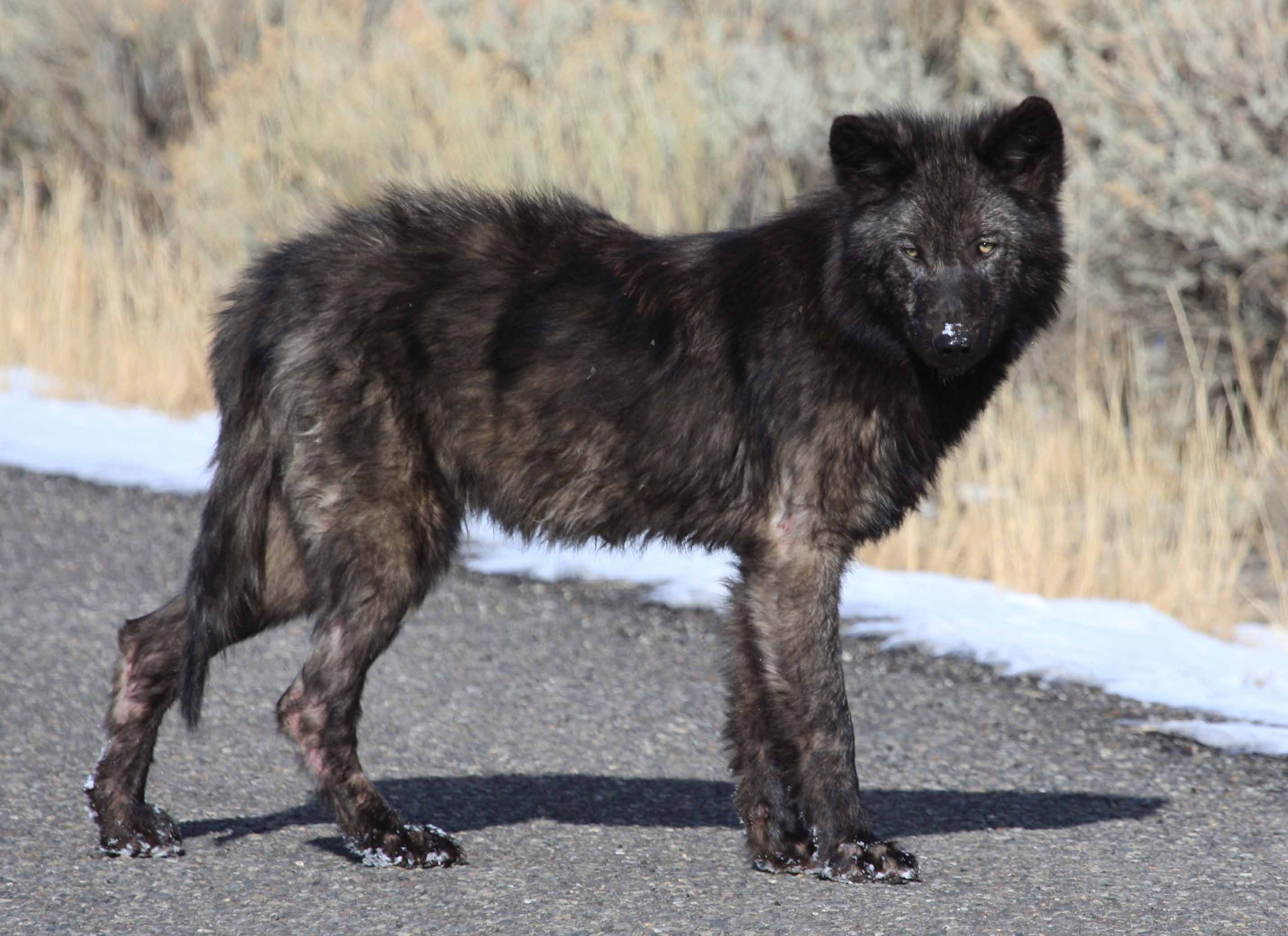 Infectious Diseases of Wolves in Yellowstone (U.S. National Park Service)