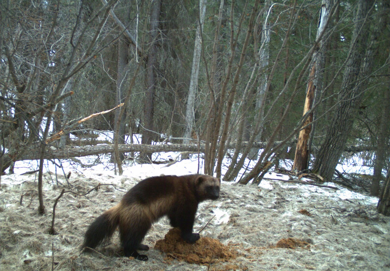 a wolverine digging in a snowy forest