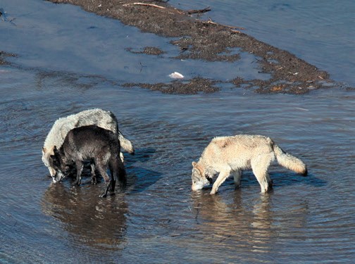 Three wolves wading in a stream