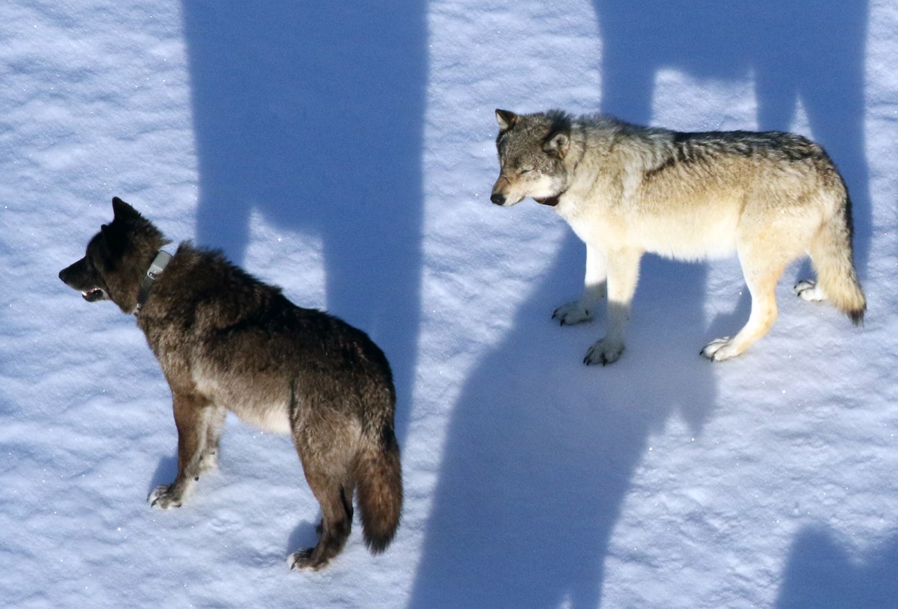 Two collared wolves as seen from a plane on a snowy landscape.