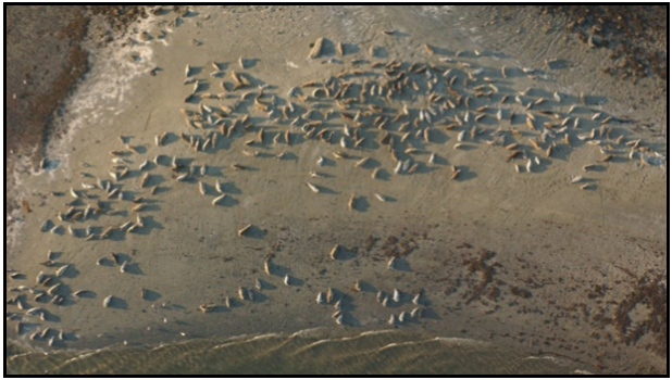 an aerial image of a large group of harbor seals on a beach