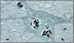 an aerial image of a small group of harbor seals on an iceberg in the water