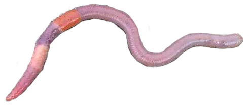 earthworm earthworm